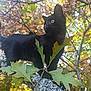 black_cat, kitten, tree_branch, autumn_leaves, outdoor, nature, animal, pet, curious, feline, wildlife, close_up, sunlight, green_leaves, brown_leaves, branch, young_cat, fall_season, daylight, mammal