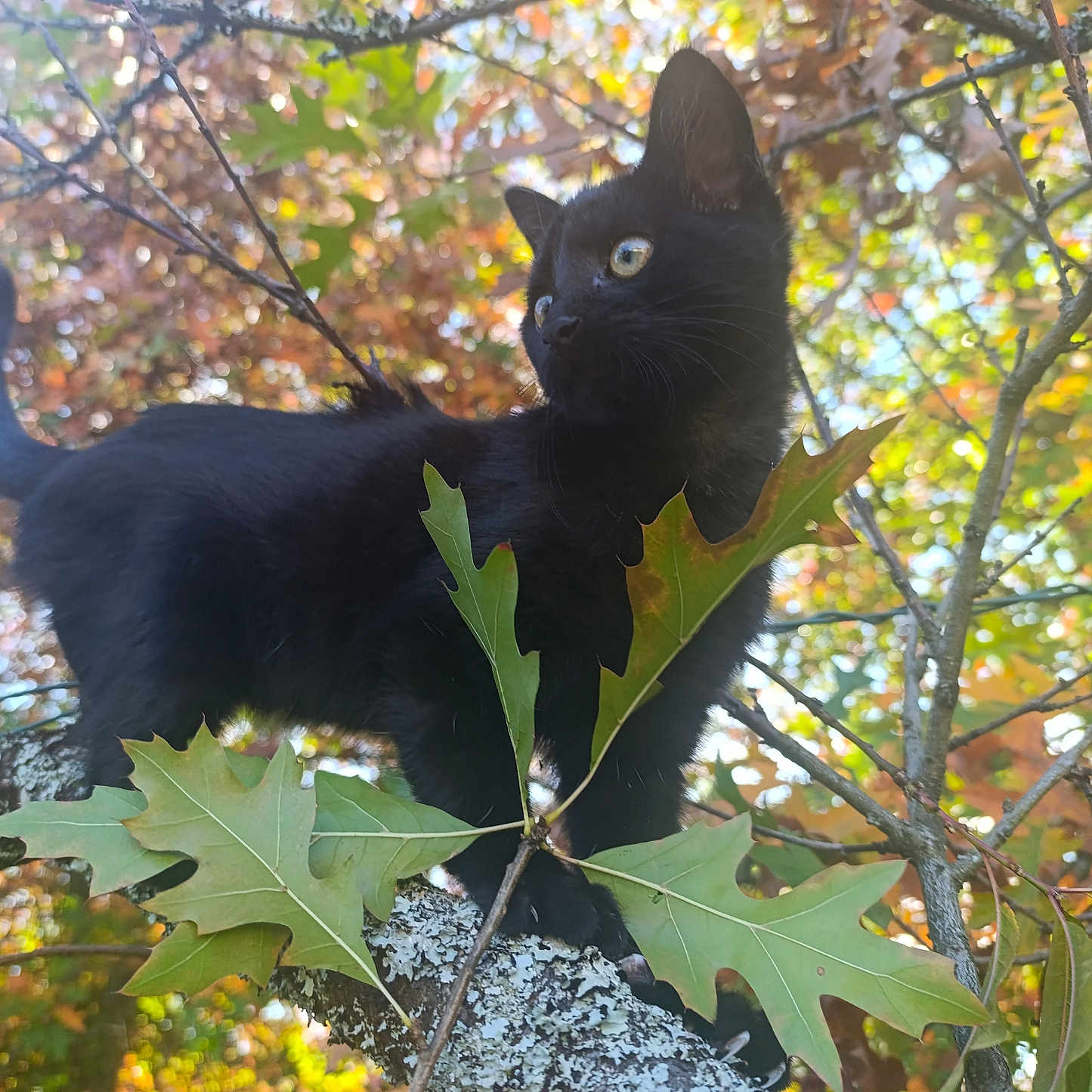 Salem