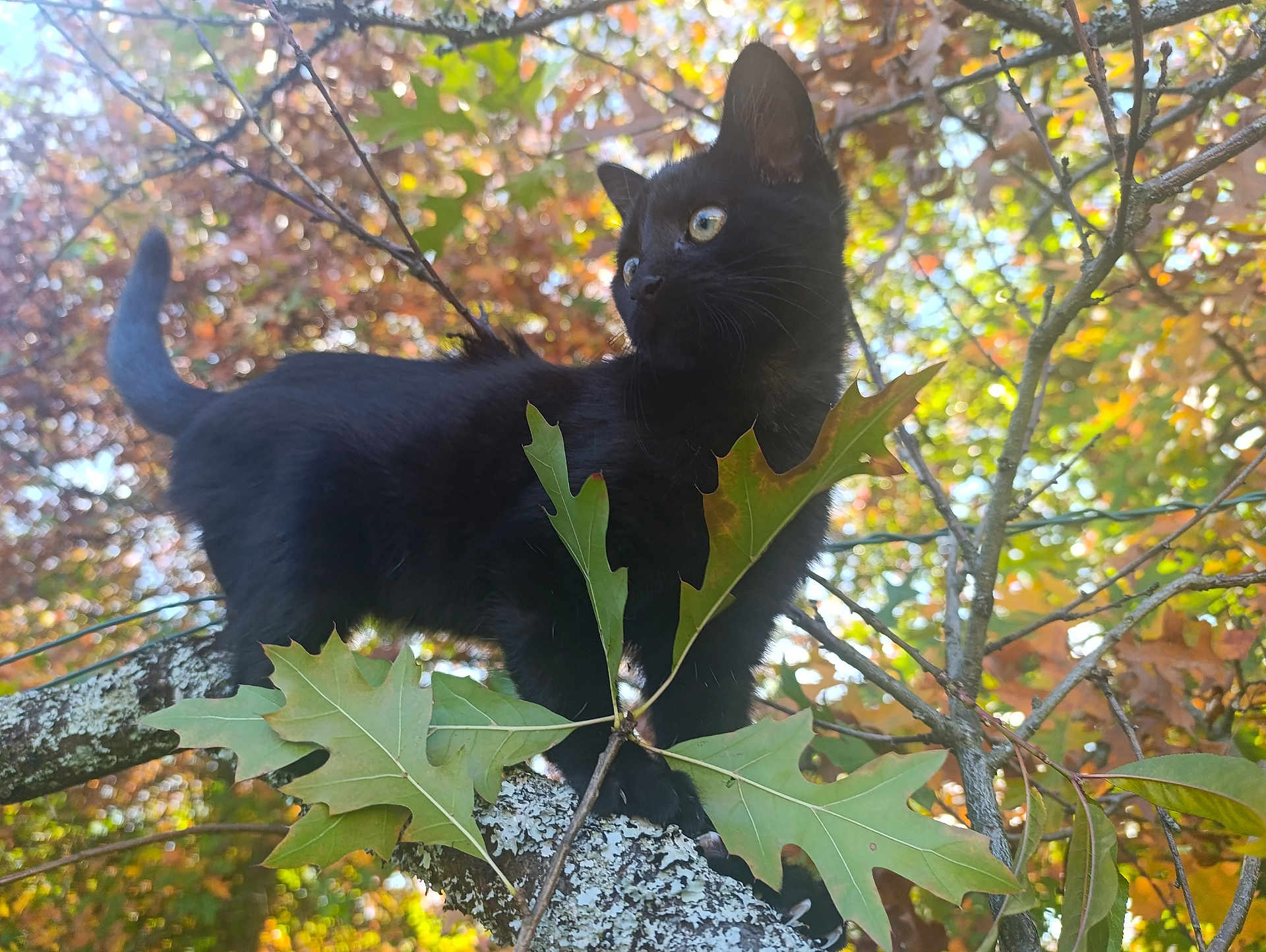 Salem participe au concours pour gagner de l'argent avec cette photo : black_cat, kitten, tree_branch, autumn_leaves, outdoor, nature, animal, pet, curious, feline, wildlife, close_up, sunlight, green_leaves, brown_leaves, branch, young_cat, fall_season, daylight, mammal