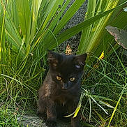 Salem a rejoint le concours — aidez-le/la à gagner de superbes lots ! black_kitten, cat, grass, plants, greenery, outdoor, yellow_eyes, curious, young_cat, nature, pet, small_animal, fur, whiskers, garden, sunlight, leaf, wildlife, animal, cute