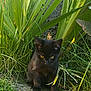 black_kitten, cat, grass, plants, greenery, outdoor, yellow_eyes, curious, young_cat, nature, pet, small_animal, fur, whiskers, garden, sunlight, leaf, wildlife, animal, cute