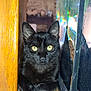 Salem a rejoint le concours — aidez-le/la à gagner de superbes lots ! black_cat, cat, yellow_eyes, pet, animal, feline, indoor, wooden_surface, glass_tank, curious, close_up, sitting, looking_at_camera, fur, whiskers, ears, domestic_cat, portrait, mystery, cute