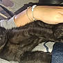 Salem participe au concours pour gagner de l'argent avec cette photo : black_cat, kitten, sleeping, hand, yellow_nails, bracelet, person, closeup, indoor, comfort, cuddle, furry, pet, resting, holding, soft, cozy, casual_clothing, relaxation, domestic
