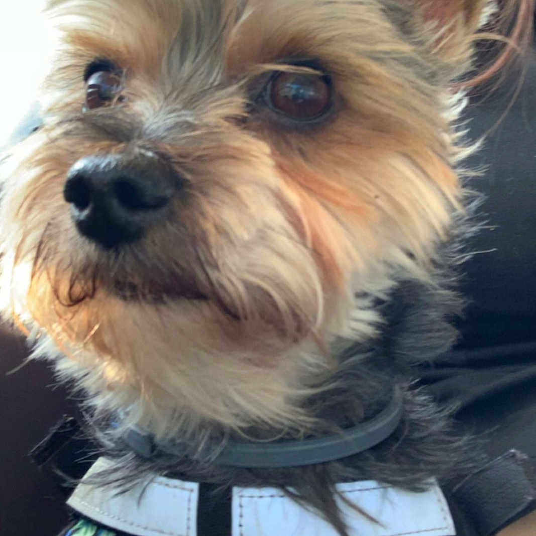 Soha participe au concours pour gagner de l'argent avec cette photo : accessories, affenpinscher, animal, canine, clothing, costume, dog, dress, face, head, person, pet, photography, plant, portrait, puppy, rock, t_shirt, terrier, whitedog