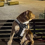 King Et Stone participe au concours pour gagner de l'argent avec cette photo : dog, bench, harness, night, street, car, urban, pavement, pet, canine, leash, parked_car, animal, side_view, quiet, outdoor, brown_dog, sitting, looking_away, evening