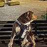 dog, bench, harness, night, street, car, urban, pavement, pet, canine, leash, parked_car, animal, side_view, quiet, outdoor, brown_dog, sitting, looking_away, evening