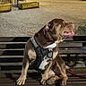 King Et Stone participe au concours pour gagner de l'argent avec cette photo : dog, bench, harness, brown_dog, night, street, cobblestone, parked_car, outdoor, pet, canine, leash, sitting, animal, side_view, urban, quiet, calm, pavement, resting