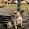 King Et Stone a rejoint le concours — aidez-le/la à gagner de superbes lots ! dog, bench, night, street, tree, parked_cars, urban, animal, pet, canine, side_view, wrinkles, tongue_out, outdoor, pavement, leash, muzzle, ears, sit, light