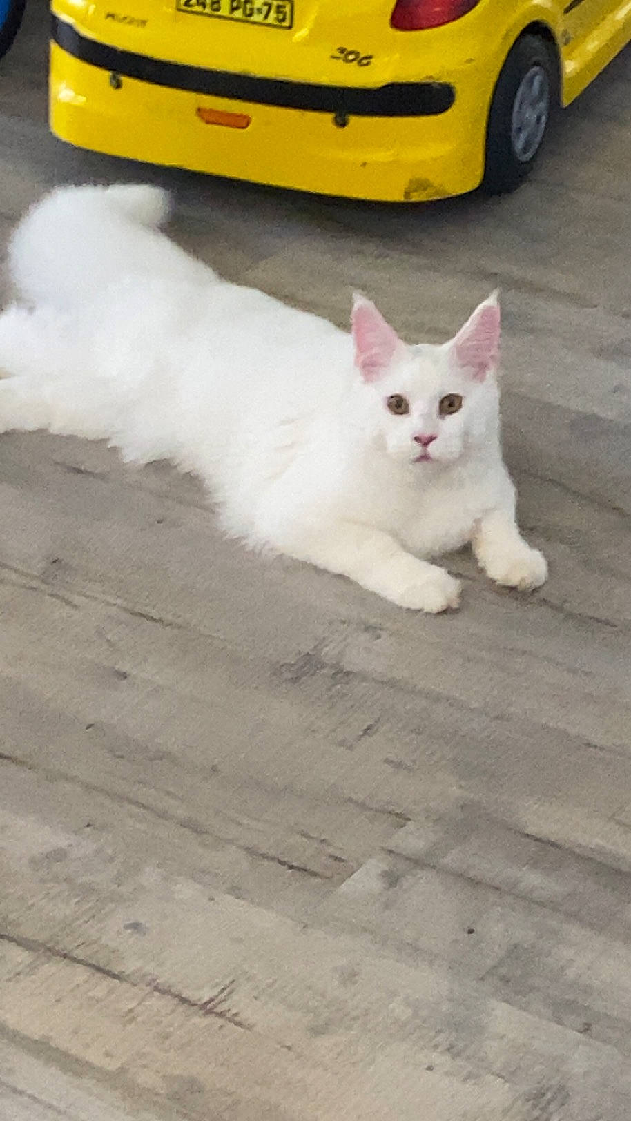 Tomy a rejoint le concours — aidez-le/la à gagner de superbes lots ! asphalt, automotive_exterior, automotive_lighting, automotive_tire, carnivore, cat, felidae, flooring, hood, motor_vehicle, road_surface, small_to_medium_sized_cats, tail, tire, vehicle, vehicle_door, wheel, whiskers, wood, yellow