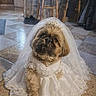 dog, wedding_dress, veil, tiara, pet, indoor, tile_floor, cute, costume, brown_dog, small_dog, animal, dress, adorable, portrait, sitting, home, furniture, kitchen, floor