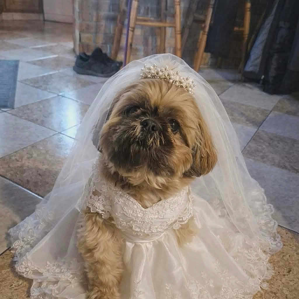 Souki participe au concours pour gagner de l'argent avec cette photo : dog, wedding_dress, veil, tiara, pet, indoor, tile_floor, cute, costume, brown_dog, small_dog, animal, dress, adorable, portrait, sitting, home, furniture, kitchen, floor