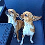 dog, small_dog, brown_dog, white_paws, chair, cushion, pet, animal, ears, snout, sitting, indoor, furniture, two_dogs, looking_up, looking_sideways, mischievous, cute, companions, canine