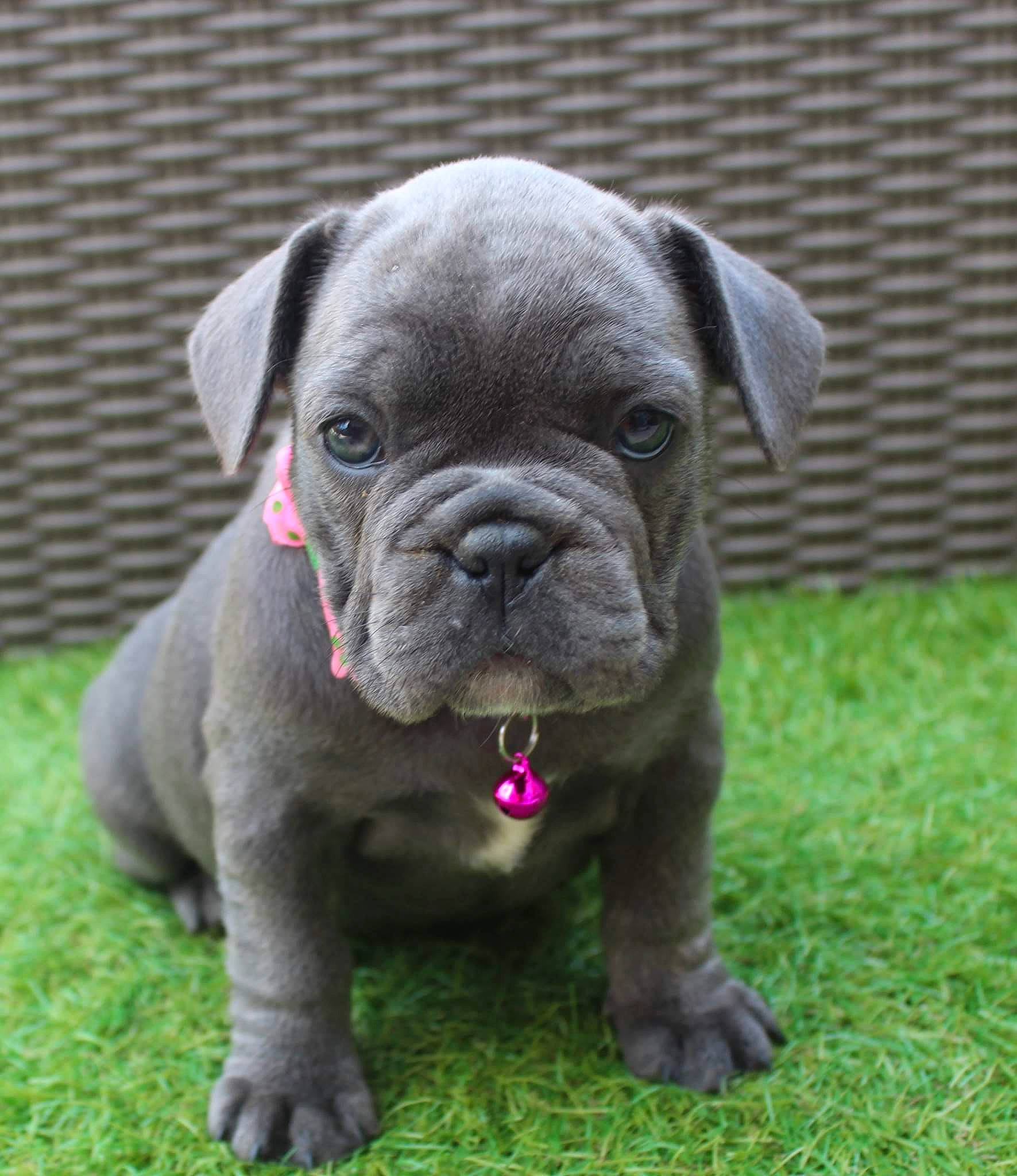 Nala a rejoint le concours — aidez-le/la à gagner de superbes lots ! australian_bulldog, bulldog, canidae, carnivore, companion_dog, dog, dog_breed, fawn, french_bulldog, grass, mammal, molosser, non_sporting_group, old_english_bulldog, puppy, rare_breed_dog, snout, sporting_group, toy_bulldog, vertebrate