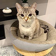 Kyra participe au concours pour gagner de l'argent avec cette photo : cat, pet_bed, stool, indoor, feline, curious, tabby, plant, decoration, small_ball, cozy, fur, whiskers, flooring, modern, home, animal, sitting, cute, eyes