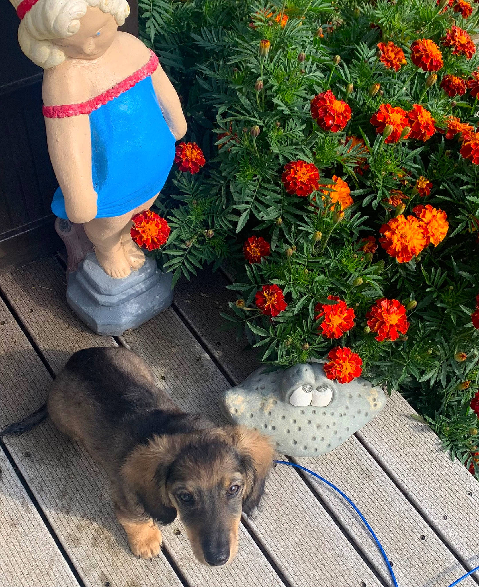 Josey is registered to the contest to win money with this photo: annual_plant, carnivore, companion_dog, dog, dog_breed, event, floral_design, floristry, flower, flower_arranging, flowering_plant, grass, hat, holiday, houseplant, interior_design, lawn_ornament, plant, shrub, tree