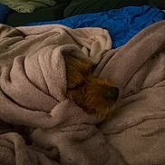 Taylor joined the competition — help win amazing prizes! dog, blanket, cozy, resting, indoor, cushion, stuffed_toy, fur, snug, brown, sleeping, comfort, soft, home, relaxing, wrapped, pet, nose, fur_texture, warm
