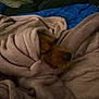 dog, blanket, cozy, resting, indoor, cushion, stuffed_toy, fur, snug, brown, sleeping, comfort, soft, home, relaxing, wrapped, pet, nose, fur_texture, warm