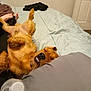 dog, bed, blanket, pillow, water_bottle, relaxed, sleeping, indoor, brown_dog, teeth, canine, fur, cozy, resting, pet, happy, lying_down, human_feet, wooden_door, room