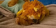 Taylor is registered to the contest to win money with this photo: dog, sleeping, blanket, plush_toy, blue_sweater, cozy, indoor, resting, soft, cute, pet, fur, animal, couch, relaxed, warm, lying_down, stuffed_animal, home, comfort