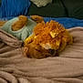 dog, sleeping, blanket, plush_toy, blue_sweater, cozy, indoor, resting, soft, cute, pet, fur, animal, couch, relaxed, warm, lying_down, stuffed_animal, home, comfort