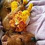 dog, sleeping, plush_toy, blanket, brown_fur, cozy, pet, cute, resting, soft_texture, indoor, animal, relaxation, toy, snuggled, fur, adorable, nap, comfort, warm