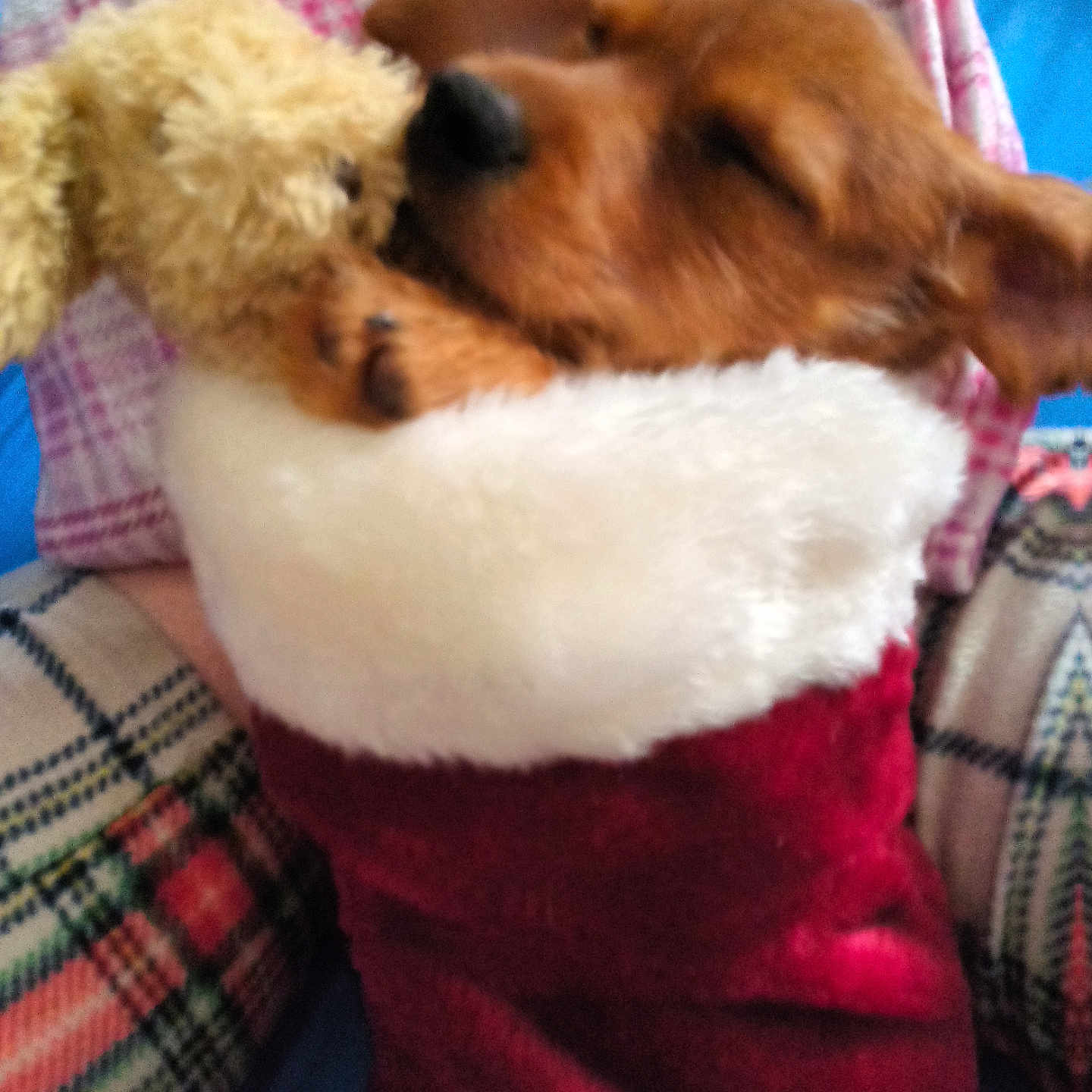 Taylor is registered to the contest to win money with this photo: blanket, blue_background, christmas, cozy, cute, dog, holiday, indoors, patterned_blanket, paw, plush_toy, puppy, red, resting, sleeping, snuggling, soft_toy, stocking, stuffed_animal, white_fur_trim