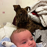 Maxime a rejoint le concours — aidez-le/la à gagner de superbes lots ! baby, blanket, brindle, child, comfort, cozy, cute, dog, expression, face, fur, head, indoor, pet, pillow, portrait, resting, smile, warm, young