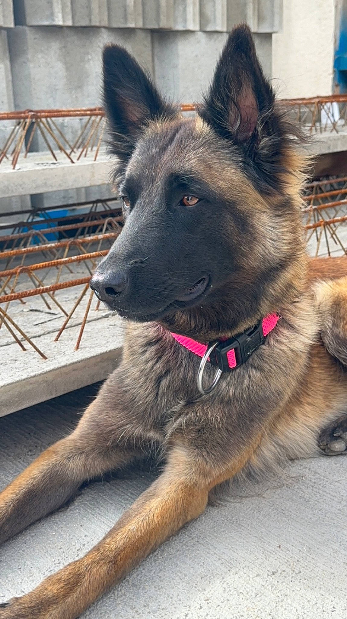 Shanna participe au concours pour gagner de l'argent avec cette photo : canidae, canis, carnivore, chair, collar, companion_dog, dog, dog_breed, east_european_shepherd, eye, fawn, fur, german_shepherd_dog, herding_dog, king_shepherd, old_german_shepherd_dog, pet_supply, snout, sporting_group, working_animal