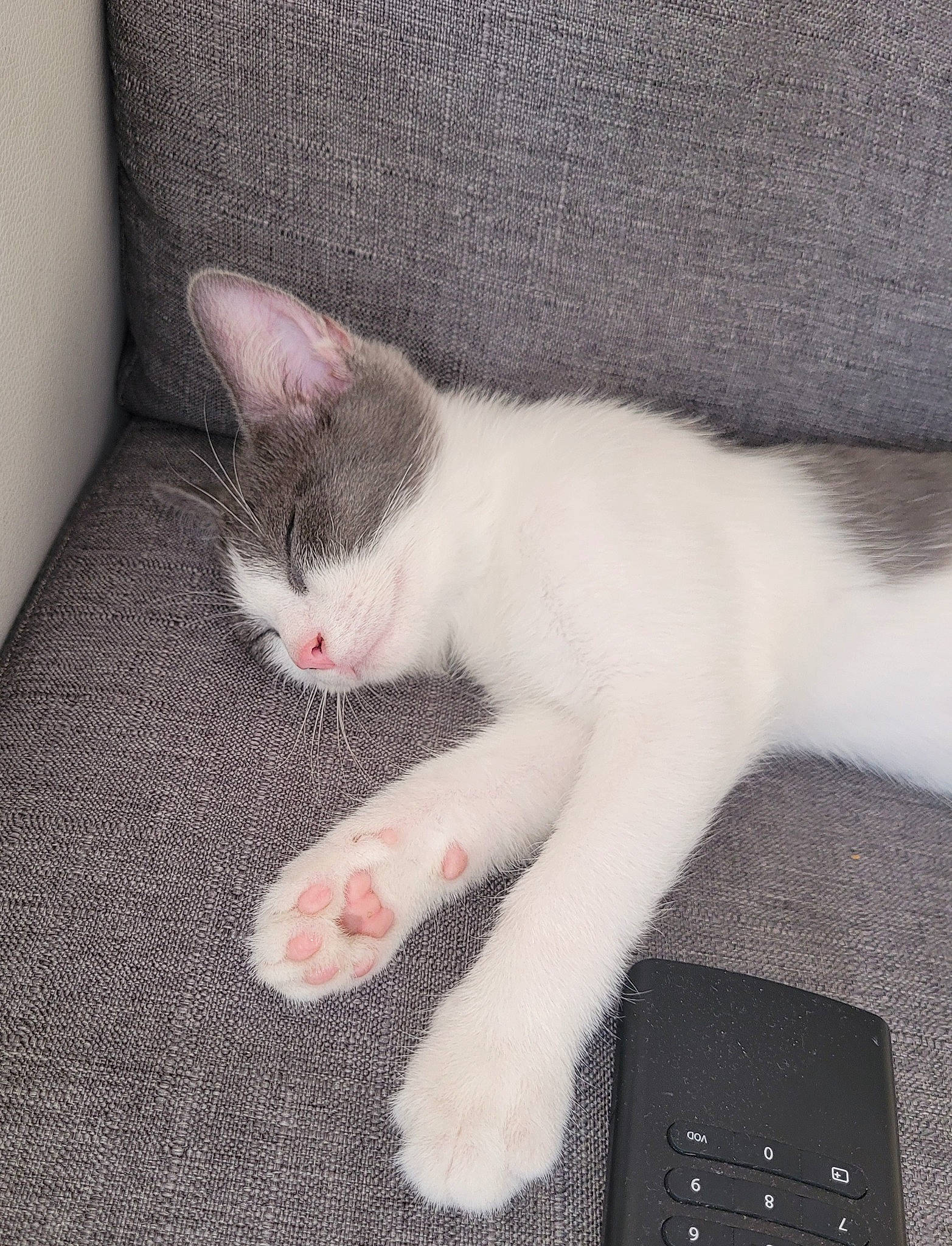 Moon participe au concours pour gagner de l'argent avec cette photo : carnivore, cat, claw, comfort, domestic_short_haired_cat, felidae, foot, fur, nap, paw, small_to_medium_sized_cats, snout, tail, whiskers