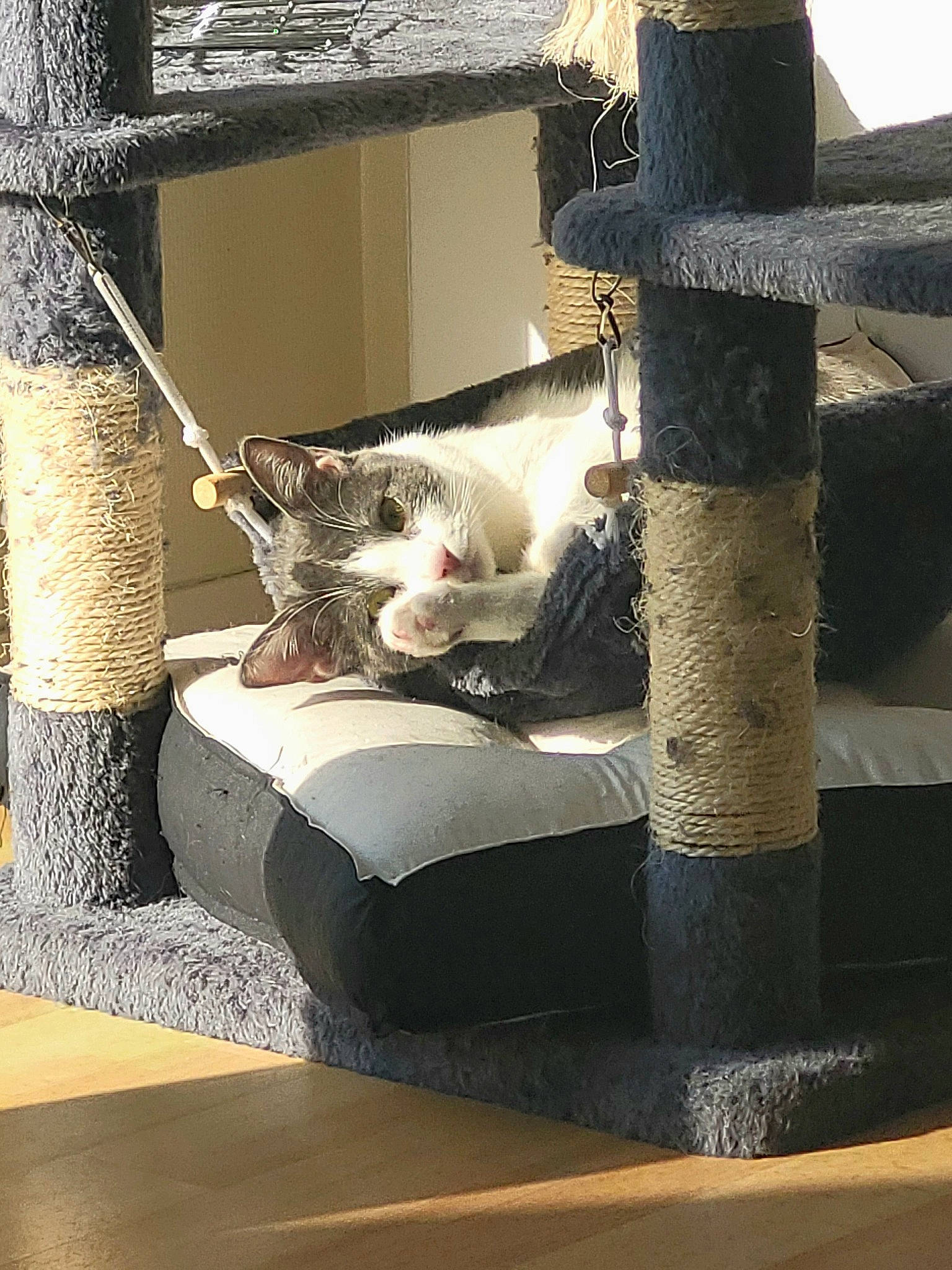 Moon participe au concours pour gagner de l'argent avec cette photo : art, carnivore, cat, comfort, domestic_short_haired_cat, felidae, fur, hardwood, linens, metal, rectangle, room, shade, small_to_medium_sized_cats, tail, tints_and_shades, twig, whiskers, window, wood