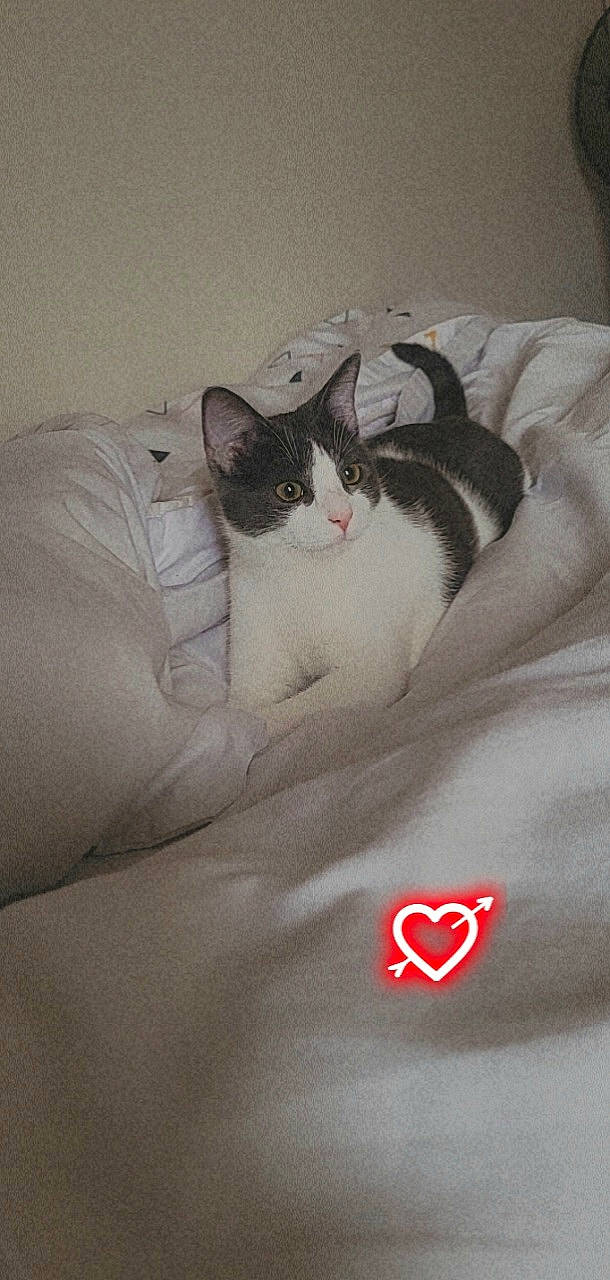 Moon a rejoint le concours — aidez-le/la à gagner de superbes lots ! bedding, carmine, carnivore, cat, comfort, domestic_short_haired_cat, felidae, fur, grey, linens, logo, packaging_and_labeling, sleeve, small_to_medium_sized_cats, tail, terrestrial_animal, whiskers