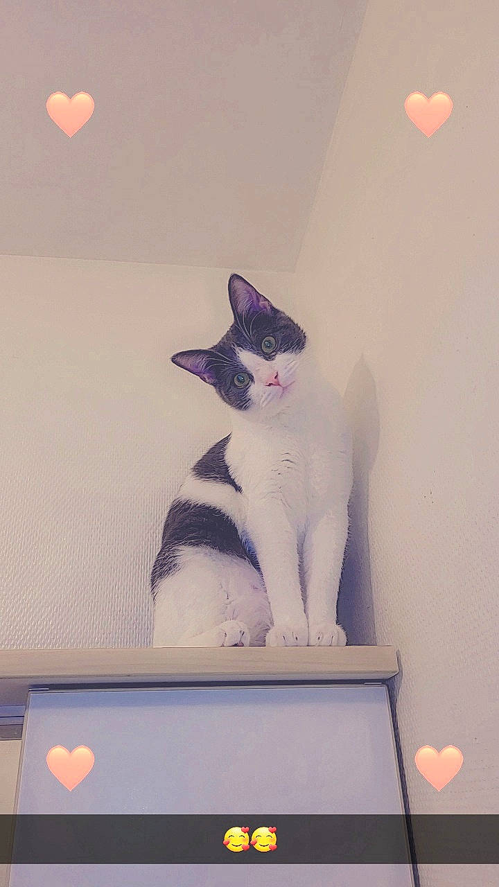 Moon a rejoint le concours — aidez-le/la à gagner de superbes lots ! carnivore, cat, ceiling, domestic_short_haired_cat, felidae, fur, grey, light, lighting, line, magenta, purple, room, small_to_medium_sized_cats, stairs, tail, violet, wall, whiskers, white