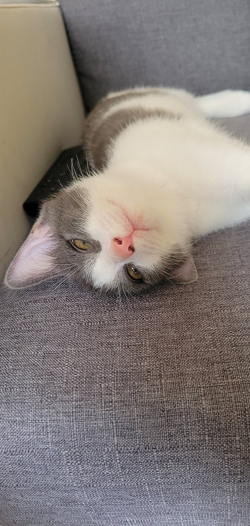 Moon participe au concours pour gagner de l'argent avec cette photo : carnivore, cat, claw, comfort, domestic_short_haired_cat, ear, fawn, felidae, flooring, fur, grey, hardwood, nap, paw, sleep, small_to_medium_sized_cats, snout, tail, whiskers, wood