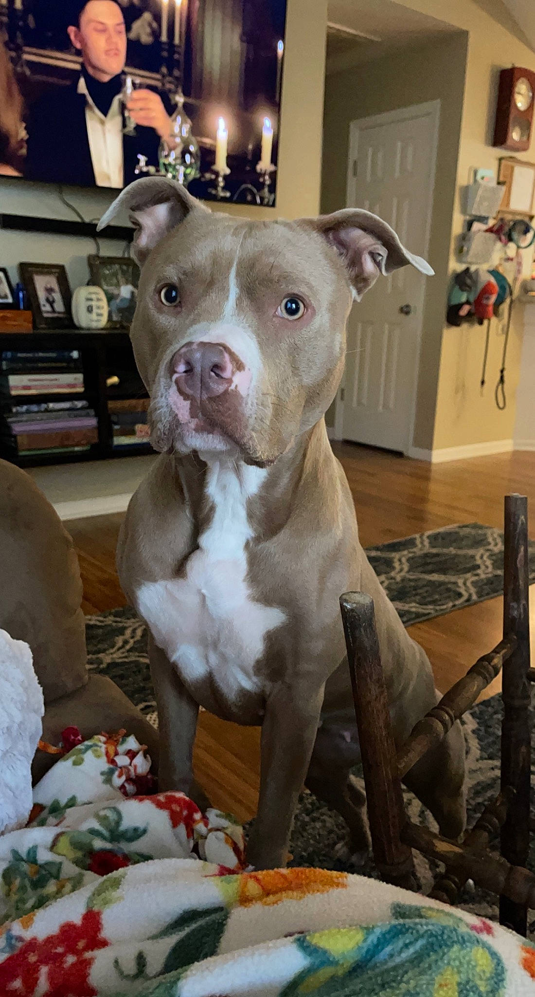 Freyja joined the competition — help win amazing prizes! bookcase, carnivore, chair, companion_dog, cordoba_fighting_dog, dog, dog_breed, fawn, fur, guard_dog, non_sporting_group, picture_frame, shelf, snout, sporting_group, terrestrial_animal, whiskers, working_animal