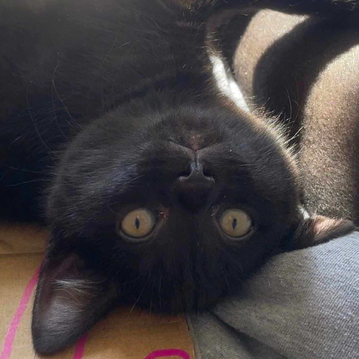 Gizmo is registered to the contest to win money with this photo: animal, black_cat, cardboard, cat, close_up, curious, cute, domestic_cat, ears, feline, fur, indoor, looking, pet, pink_lines, playful, resting, upside_down, whiskers, wide_eyes