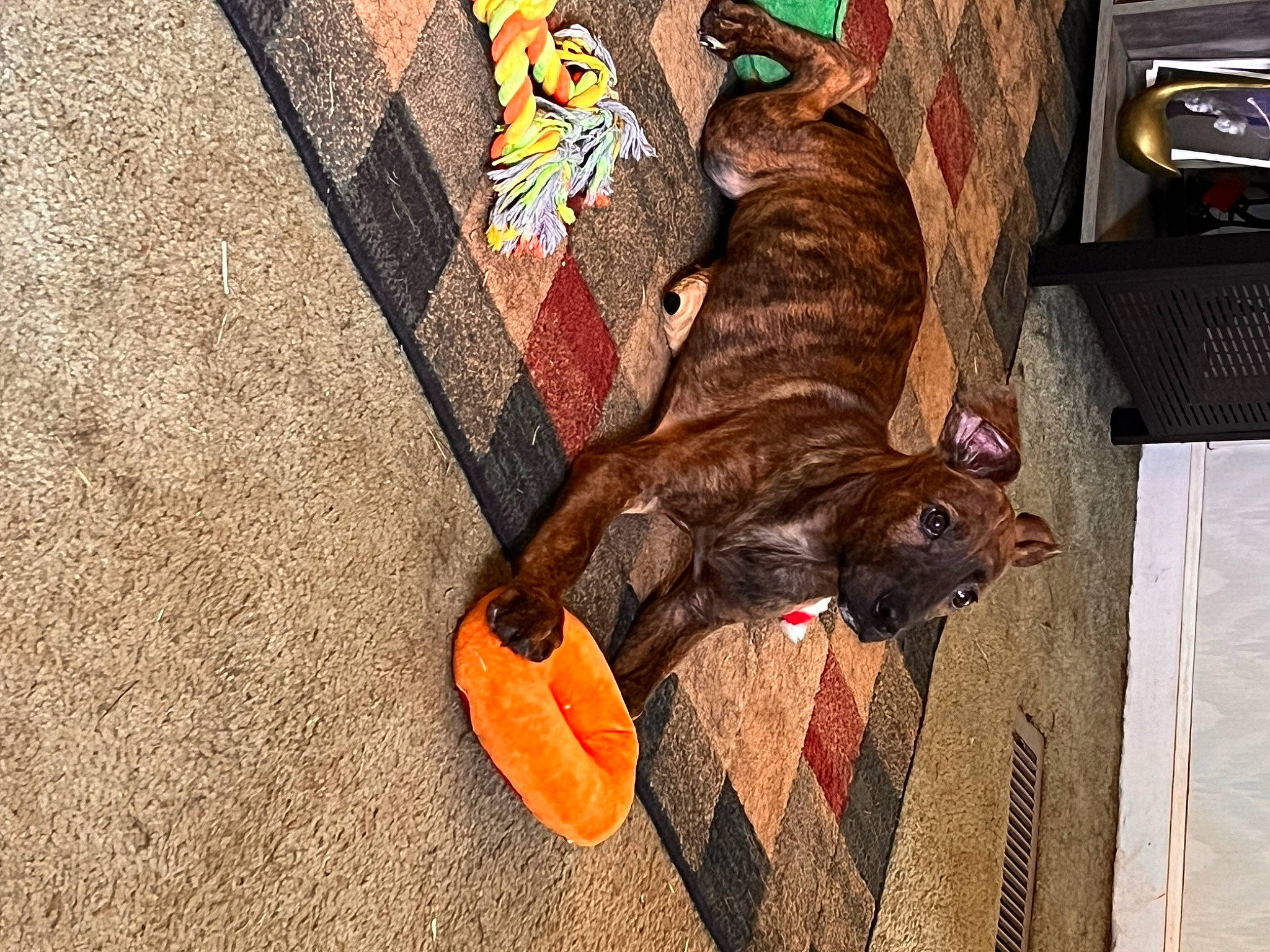 Jet joined the competition — help win amazing prizes! art, carnivore, companion_dog, couch, dog, dog_breed, dog_supply, fawn, felidae, flooring, fur, liver, orange, small_to_medium_sized_cats, snout, sporting_group, tail, whiskers, wood, working_animal