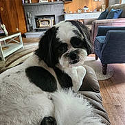 Gizmo joined the competition — help win amazing prizes! dog, black_and_white, fluffy, couch, living_room, fireplace, wooden_wall, television, carpet, cushion, window, natural_light, furniture, relaxing, pet, indoor, home, cozy, looking_back, animal