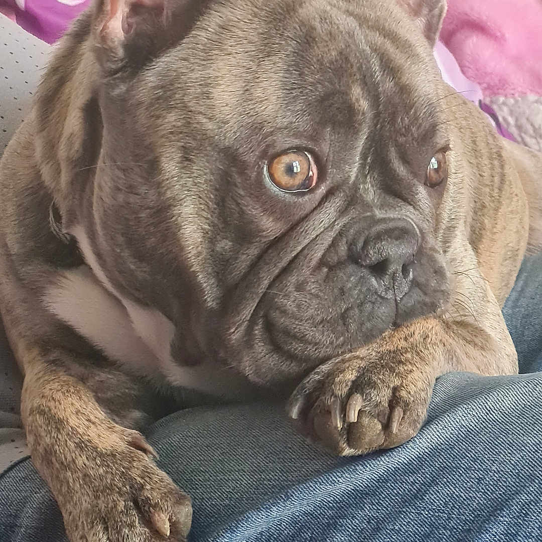 Simba a rejoint le concours — aidez-le/la à gagner de superbes lots ! dog, french_bulldog, brindle, pet, animal, paw, lap, denim, couch, pillow, blanket, indoor, resting, close_up, fur, ears, eyes, snout, portrait, cozy