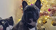 Simba a rejoint le concours — aidez-le/la à gagner de superbes lots ! dog, french_bulldog, christmas_tree, ornaments, lights, couch, blanket, pillow, indoor, holiday, decorations, festive, pet, animal, brindle, collar, cozy, relaxed, home, celebration