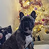 dog, french_bulldog, christmas_tree, ornaments, lights, couch, blanket, pillow, indoor, holiday, decorations, festive, pet, animal, brindle, collar, cozy, relaxed, home, celebration