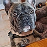 Simba a rejoint le concours — aidez-le/la à gagner de superbes lots ! dog, french_bulldog, pet, indoor, brown, collar, wooden_table, curious, close_up, ears, paw, floor_tiles, fur, canine, animal, looking_up, domestic, companion, cute, expression