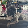 Simba participe au concours pour gagner de l'argent avec cette photo : french_bulldog, dog, living_room, couch, plant, table, ornament, pineapple, decor, pet, indoor, furniture, curious, relaxed, canine, animal, home, cozy, domestic, looking