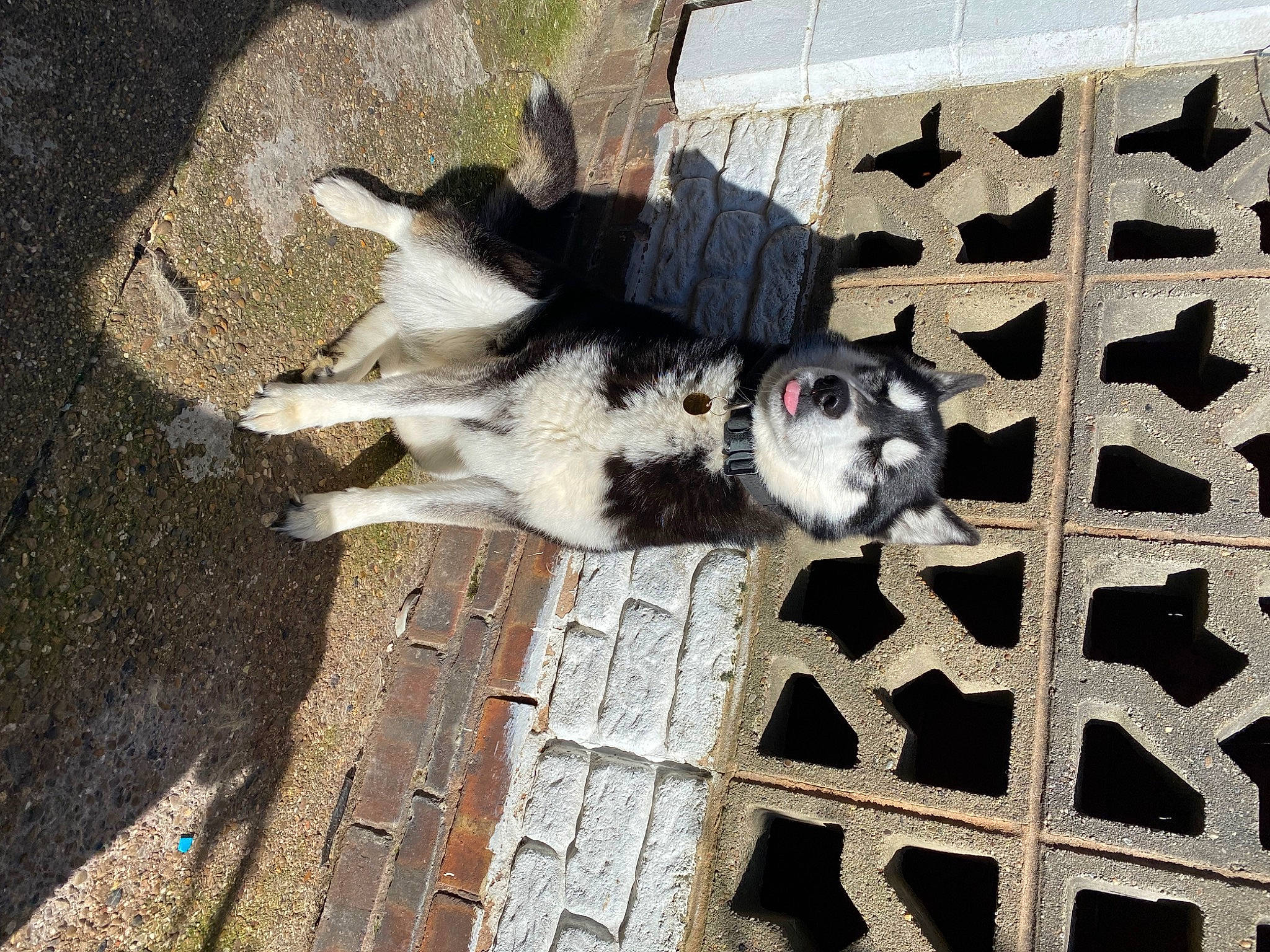 Aphrodite is registered to the contest to win money with this photo: canidae, carnivore, collar, companion_dog, dog, dog_breed, fur, mesh, non_sporting_group, snout, sporting_group, tail, tree, wood, working_animal