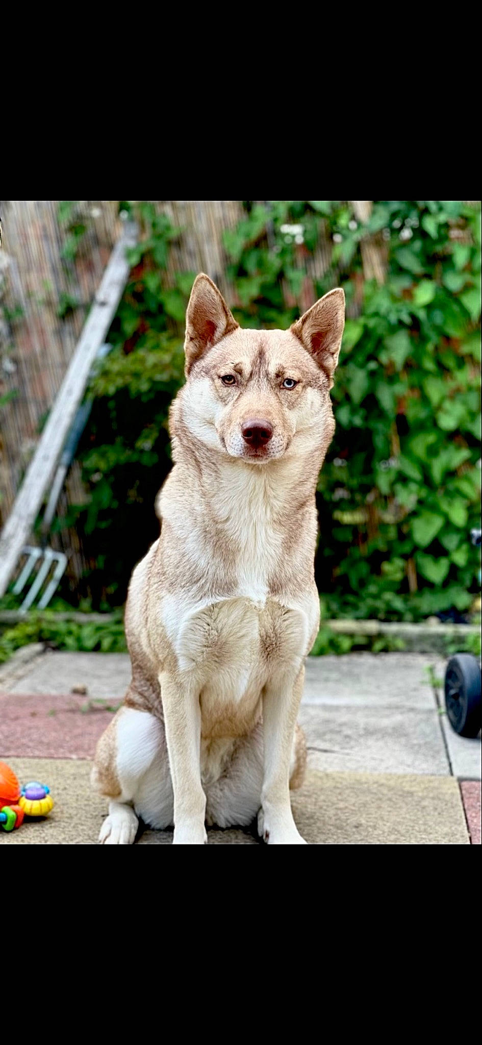 Athena joined the competition — help win amazing prizes! ancient_dog_breeds, canidae, canis, carnivore, collar, companion_dog, dog, dog_breed, dog_collar, fang, fawn, plant, snout, sporting_group, tail, terrestrial_animal, working_animal, working_dog