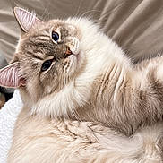 Altaniyr a rejoint le concours — aidez-le/la à gagner de superbes lots ! cat, kitten, fluffy, cream_colored, long_hair, blue_eyes, whiskers, ears, nose, fur, pet, animal, close_up, portrait, lying_down, relaxed, indoors, bedding, soft_lighting, adorable
