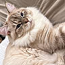 cat, kitten, fluffy, cream_colored, long_hair, blue_eyes, whiskers, ears, nose, fur, pet, animal, close_up, portrait, lying_down, relaxed, indoors, bedding, soft_lighting, adorable