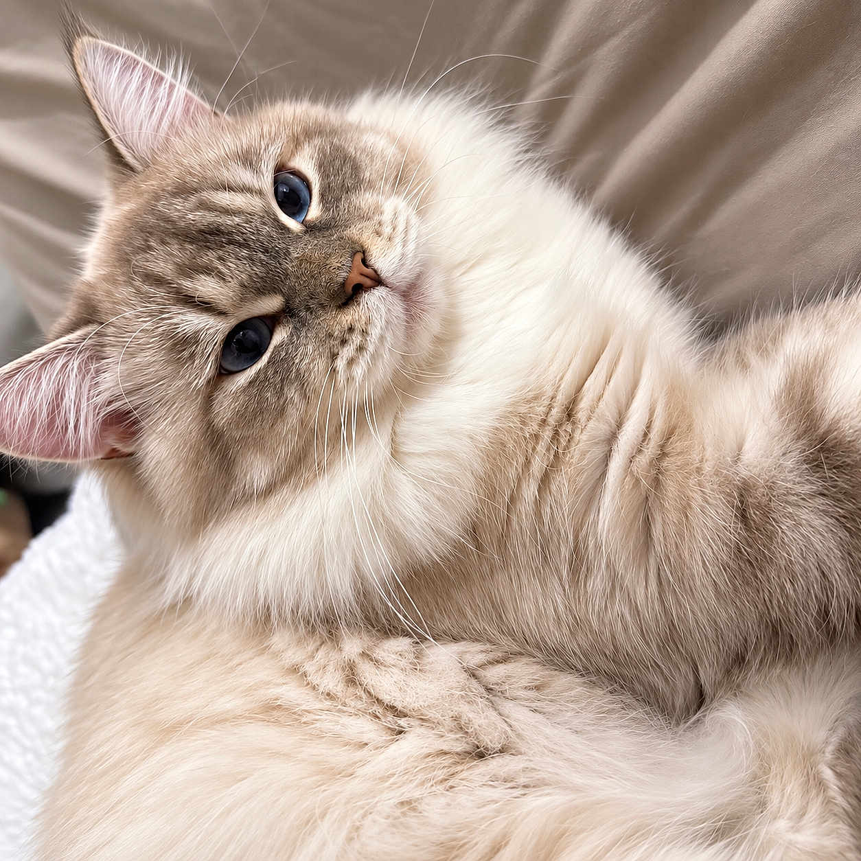 Altaniyr a rejoint le concours — aidez-le/la à gagner de superbes lots ! cat, kitten, fluffy, cream_colored, long_hair, blue_eyes, whiskers, ears, nose, fur, pet, animal, close_up, portrait, lying_down, relaxed, indoors, bedding, soft_lighting, adorable