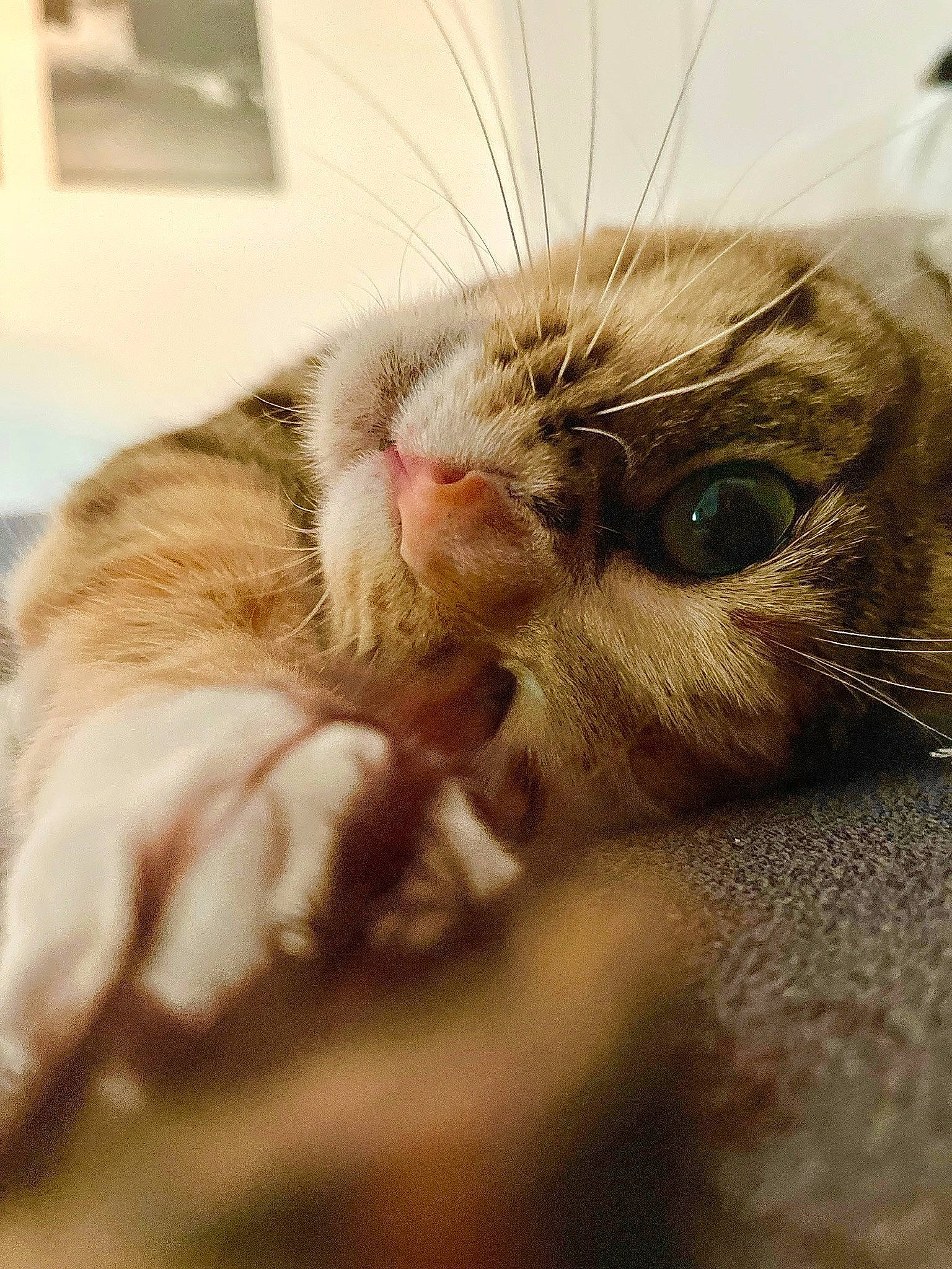 Prunelle participe au concours pour gagner de l'argent avec cette photo : carnivore, cat, claw, close_up, comfort, domestic_short_haired_cat, ear, eyelash, fawn, felidae, fur, nap, paw, sleep, small_to_medium_sized_cats, snout, terrestrial_animal, whiskers