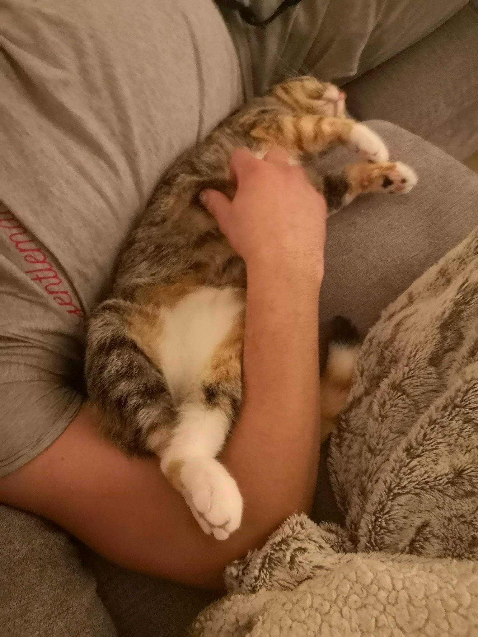 Prunelle a rejoint le concours — aidez-le/la à gagner de superbes lots ! canidae, carnivore, cat, comfort, companion_dog, dog_breed, domestic_short_haired_cat, fawn, felidae, fur, human_leg, lap, linens, mammal, paw, small_to_medium_sized_cats, tail, vertebrate, whiskers, wood