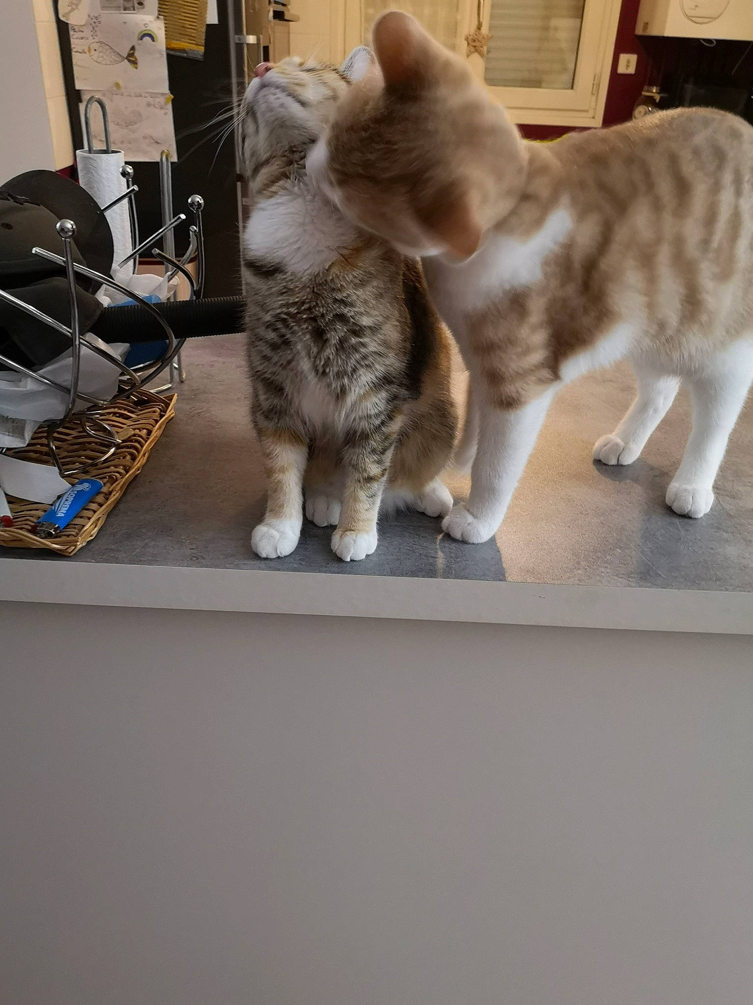 Kratos a rejoint le concours — aidez-le/la à gagner de superbes lots ! carnivore, cat, claw, comfort, computer_keyboard, domestic_short_haired_cat, felidae, flooring, fur, grey, hardwood, metal, paw, room, small_to_medium_sized_cats, snout, tail, whiskers, window, wood